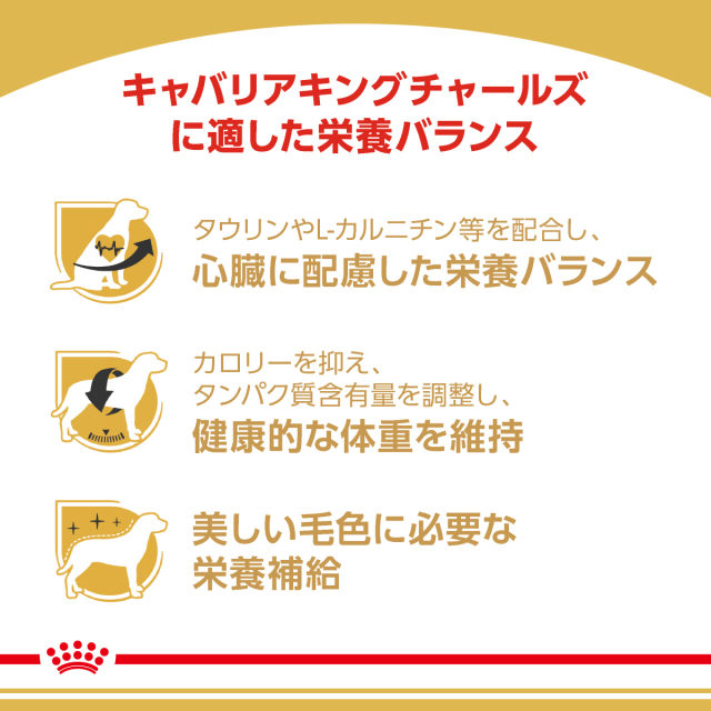 RCキャバリア成犬