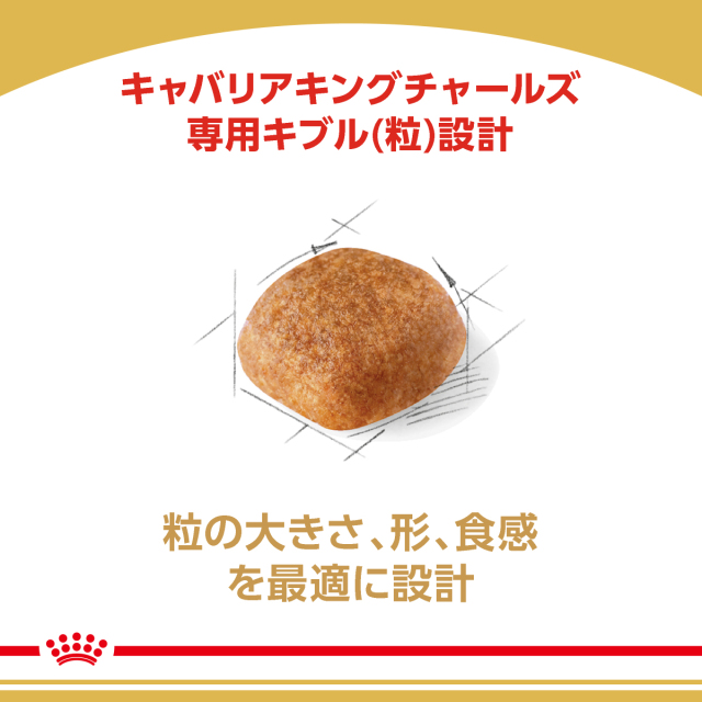 RCキャバリア成犬
