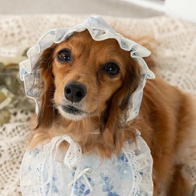 Un TouTou】リボン柄スリングバッグ Pets-first ONLINESTORE