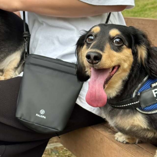 ショルダーバッグを下げたチャウチャウ犬さん Amazon | [Gediio] ショルダーバッグ Puレザー 犬型