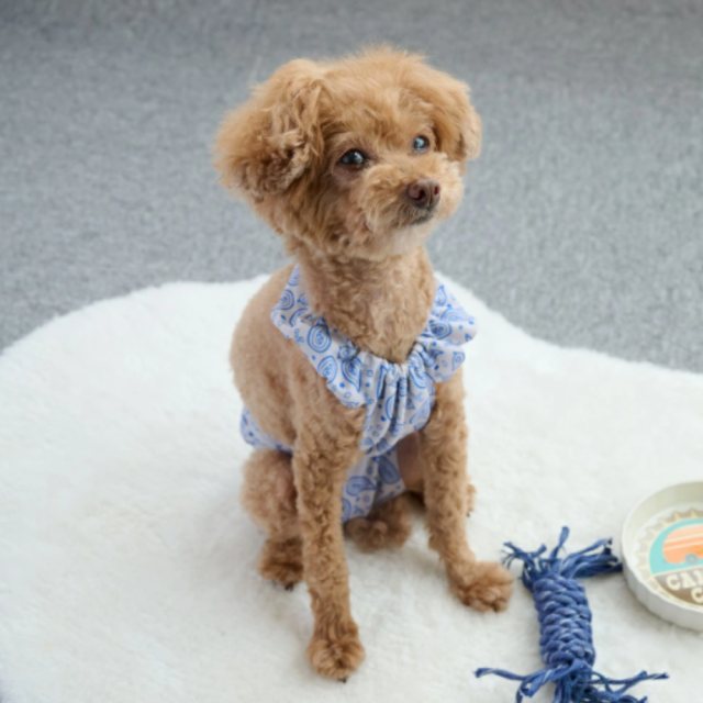 【anifull】キズぐちエプロン