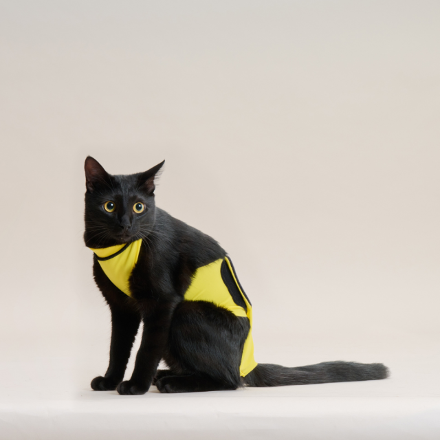 【anifull】キズぐちエプロン