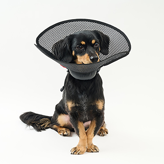 【anifull】アニサポ　ちょっとだけだカラー