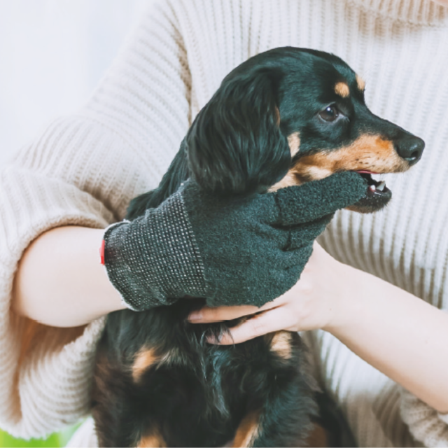 【anifull】アニサポ　歯磨きグローブ 