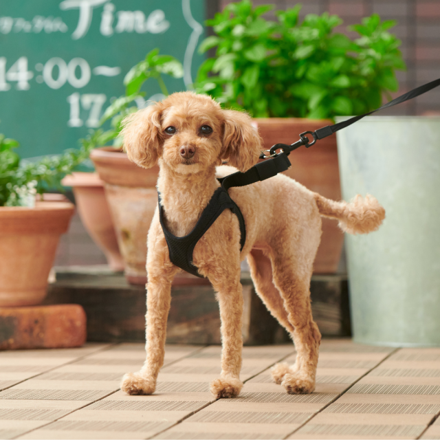 anifull】アニサポ にゃんケアチョッキ Pets-first ONLINESTORE