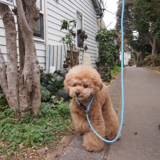 ペット防災セット20点セット Pets-first ONLINESTORE
