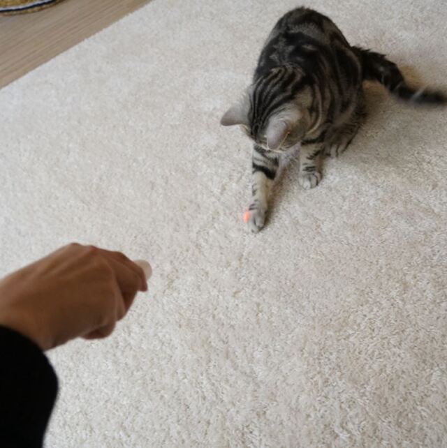 LEDニャンだろ～?!光線