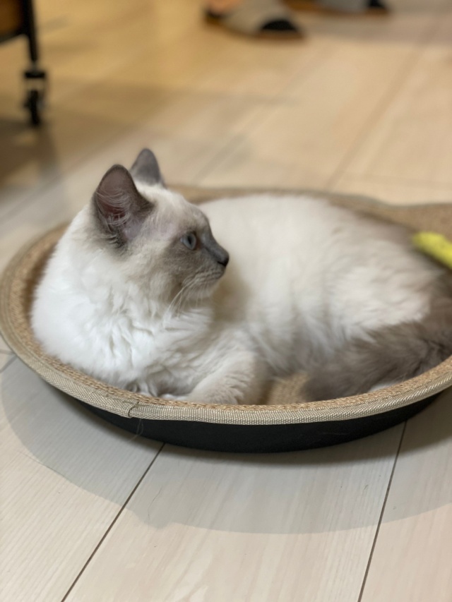 麻のツメとぎトレイ鍋型