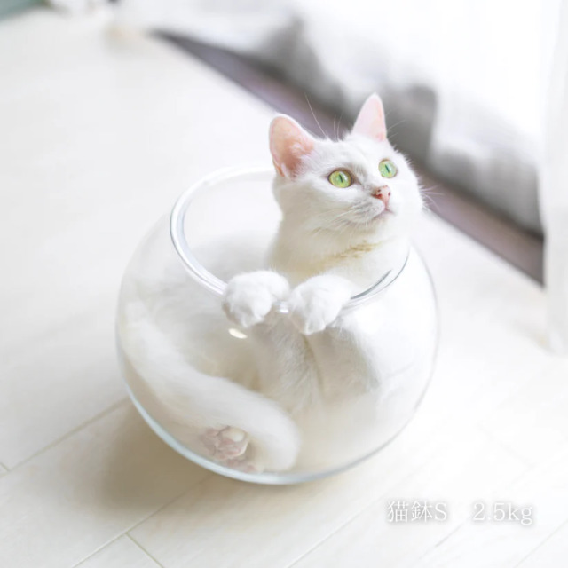 Catis】割れない猫鉢 Pets-first ONLINESTORE