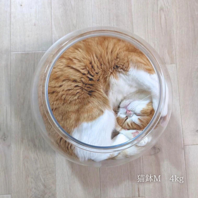 Catis】割れない猫鉢 Pets-first ONLINESTORE