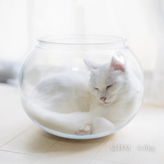 Catis】割れない猫鉢 Pets-first ONLINESTORE