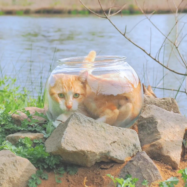 割れない猫鉢　Lサイズ Amazon | Catis 割れない猫鉢 Lサイズ 4.5~8kg対象 | Catis
