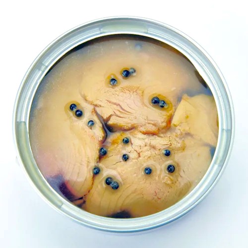 キャットヴォイス【キャビア】