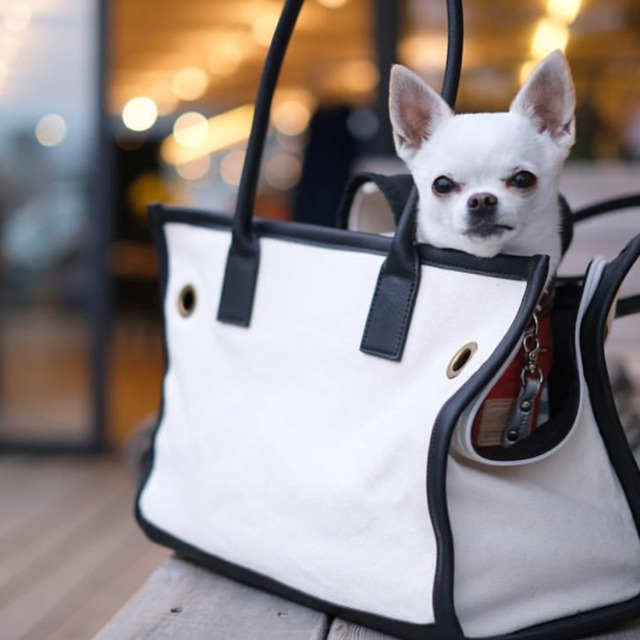 CITY DOG_パイピングトートキャリー【S】