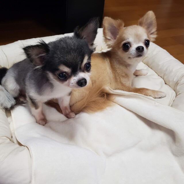 ダッドウェイ オーガニックブランケット