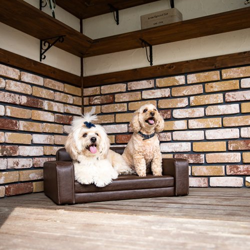 THI THI PET　ソレイユ