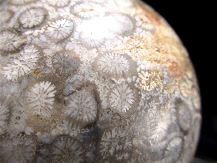 フォッシルコーラル 珊瑚化石 丸玉 スフィア 置物