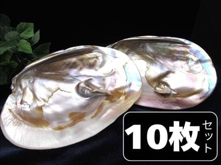 イケチョウガイ イケチョウ貝 淡水パール パール 皿