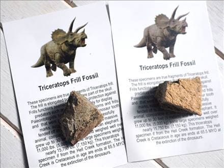 恐竜の骨 化石 ダイナソーボーン カボション 恐竜の化石