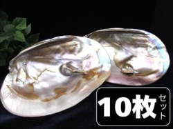 イケチョウガイ イケチョウ貝 淡水パール パール 皿