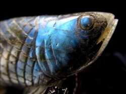 アロワナ 置物 ラブラドライト 龍魚 彫刻