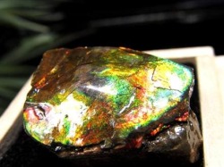 アンモライト 原石 KORITE 化石 宝石