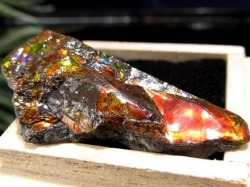 アンモライト 原石 KORITE 化石 宝石