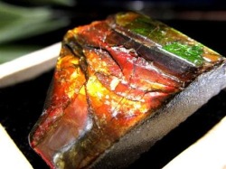 アンモライト 原石 KORITE 化石 宝石