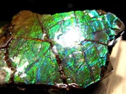 アンモライト 原石 KORITE 化石 宝石