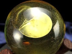 アンバー 琥珀 スフィア バルト海産 バルティックアンバー