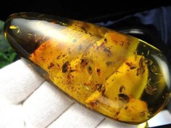 アンバー ルビーレッドアンバー 天然琥珀 天然石 パワーストーン