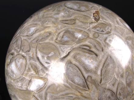 ◇希少！BIGサイズ◇古代生物のエネルギーを宿した石◇ウミユリの化石