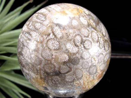 ◇希少！珊瑚の化石◇花咲く珊瑚模様◇心身を整える癒しの化石◇安定と