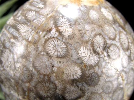 白珊瑚化石石　化石石　珊瑚 ◇希少！珊瑚の化石◇花咲く珊瑚模様◇心身を整える癒しの化石◇安定と