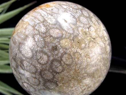 ◇希少！珊瑚の化石◇花咲く珊瑚模様◇心身を整える癒しの化石◇安定と