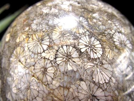 ◇希少！珊瑚の化石◇花咲く珊瑚模様◇心身を整える癒しの化石◇安定と