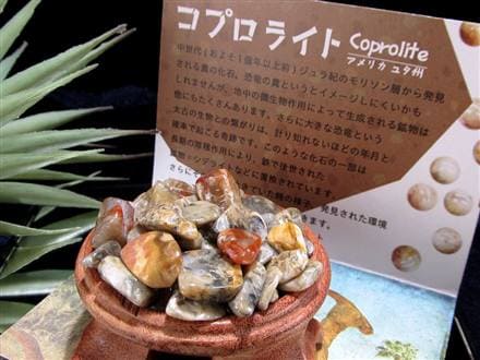 ◇世界初入荷！コプロライトさざれ◇1億年以上の時を超えた奇跡の化石