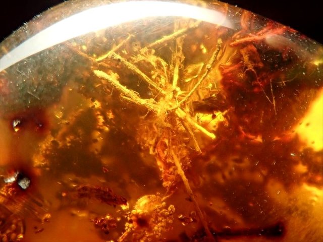 ◇超超超レア！厳選品◇限定1点！木の枝&虫入り◇ツーソン展示会商品