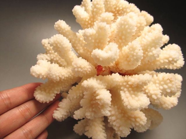 珊瑚原木 珊瑚 血赤珊瑚 約39g 白珊瑚 約154g 最高級 国産 希少