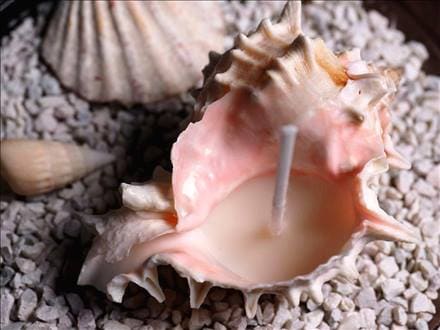 天然巻貝がお洒落で可愛い☆巻貝の中にロウを詰めたアロマキャンドル