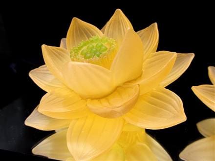 ◇クリアカラータイプ◇極楽浄土に咲く花！ロータスモチーフ◇幸運を