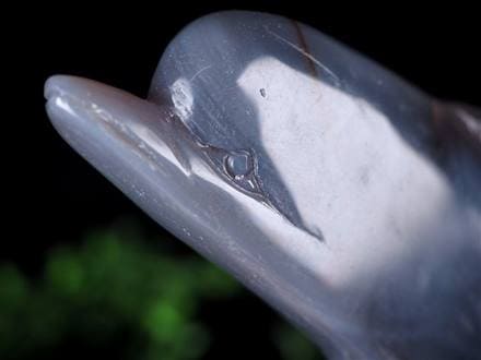 ☆数量限定入荷☆幸運を呼び込むキュートなイルカ☆失敗や不幸を