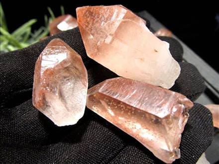 ☆少量限定入荷！お得なセット☆2021年夏に発見されたばかりの新種