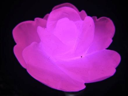 ☆美しい薔薇彫刻☆可愛らしい桜色☆妖艶なピンク発光☆極上カルサイト