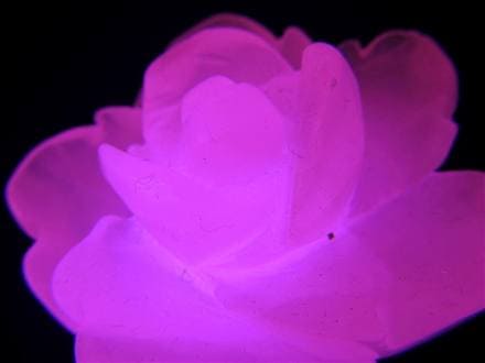 ☆美しい薔薇彫刻☆可愛らしい桜色☆妖艶なピンク発光☆極上カルサイト