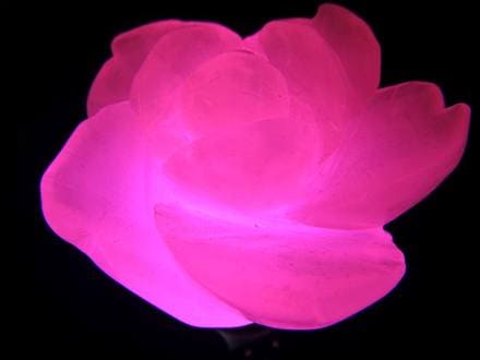 薔薇カルサイト 巨大 薄ピンク ☆美しい薔薇彫刻☆可愛らしい桜色☆妖艶なピンク発光☆極上カルサイト