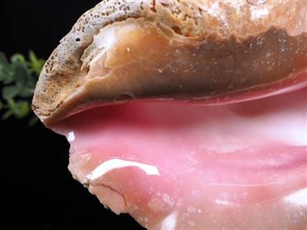 ☆巨大！極上天然桃色巻貝☆貝の女王！クイーンコンク☆絶滅の危機に