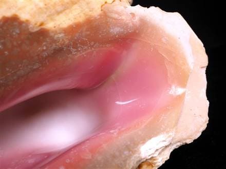 希少・特大】クイーンコンクシェル ピンク貝 約1.32kg ピンク 法螺貝