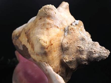 ☆巨大！極上天然桃色巻貝☆貝の女王！クイーンコンク☆絶滅の危機に