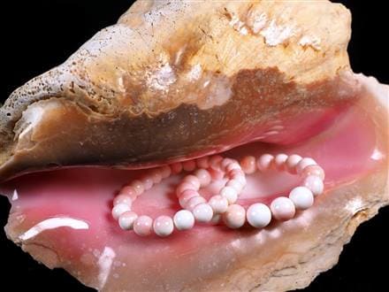 クイーンコンクシェル大物激レア